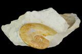 Ammonite (Glochiceras) Fossil in Rock - Drügendorf, Germany #125444-2